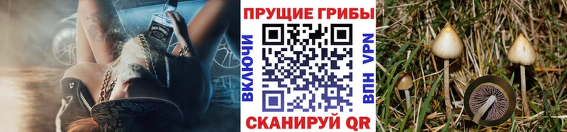 mega tor  Кимовск  Галлюциногенные грибы Cubensis  что такое наркотик 